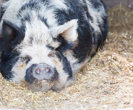 Kune Kune pig sleeping on strawの写真素材