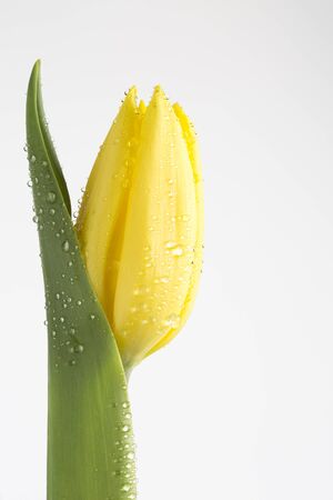 Yellow tulip with water droplets on whiteの写真素材