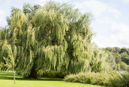 Beautiful willow tree at the side of a riverの写真素材
