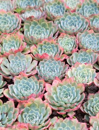 Close up image of sempervivum succulentsの写真素材