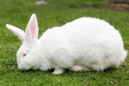 White Flemish Giant rabbitの写真素材