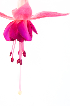 Beautiful pink fucshia flower on whiteの写真素材