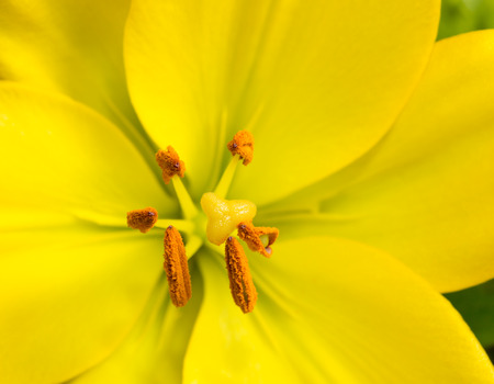 Close up bright yellow lilyの写真素材