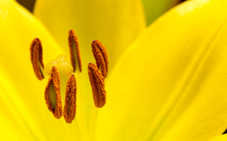Close up bright yellow lilyの写真素材
