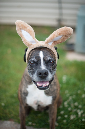 Bunny Boxerの写真素材