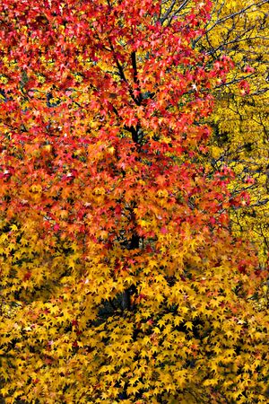 Autumn tree and leavesの写真素材