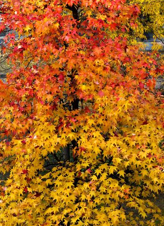 Autumn tree and leavesの写真素材