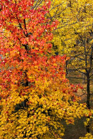 Autumn tree and leavesの写真素材