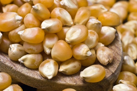 Maize - Zea maysの写真素材