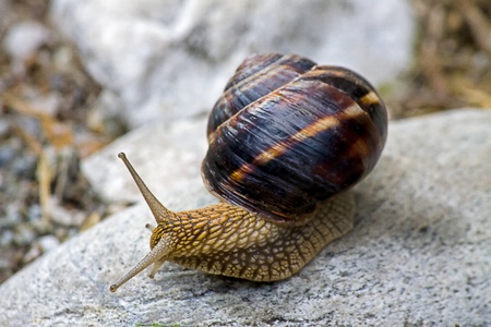 Land snailの写真素材
