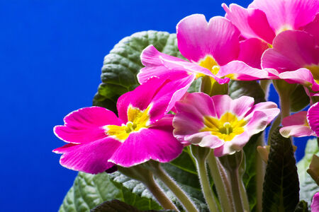 Primulaの写真素材