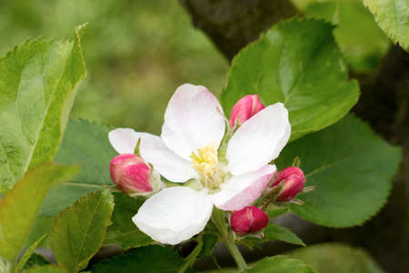 Macro view of a flower of wild apple tree with green leaves background.の写真素材