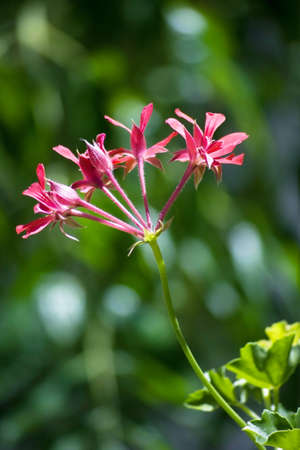 Wild geranium flower against green blurred background.の写真素材