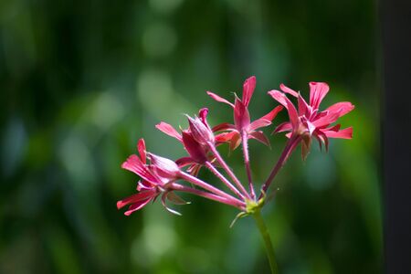 Wild geranium flower against a green blurred background.の写真素材