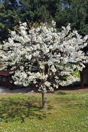 Fruit tree with beautiful white flowersの写真素材