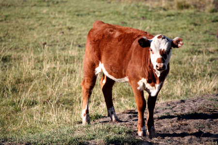 Young calf standing in a field with flies on it