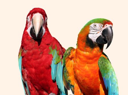 A couple of beautiful macawsの写真素材