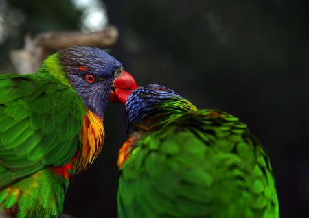 Birds showing their love by kissing each otherの写真素材