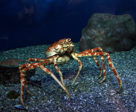 Colorful ocean crab with the slight reflection of a young girl's face in the water
