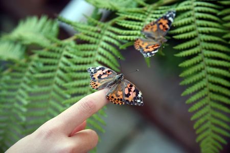 Beautiful monarch butterfly perched on a fingerの写真素材