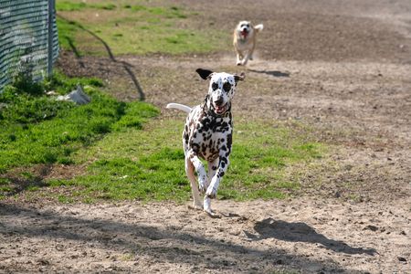 Dalmatian and mutt running in a dog parkの写真素材