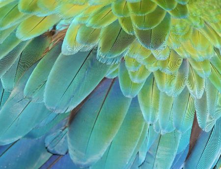 Close-up of the feathers of a green or blue and gold macaw parrotの写真素材