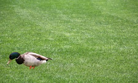 Green grass background with one mallard duckの写真素材