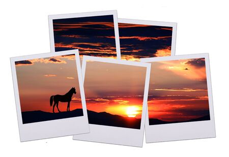 Five pictures of a beautiful horizon with horse isolated on white backgroundの写真素材