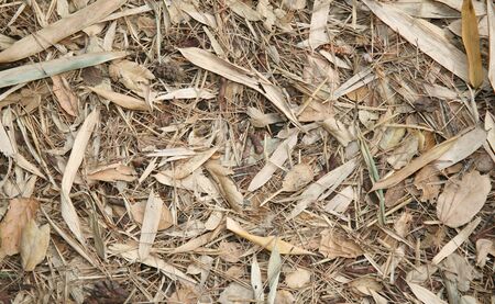Dry brown leafy and twig debris backgroundの写真素材