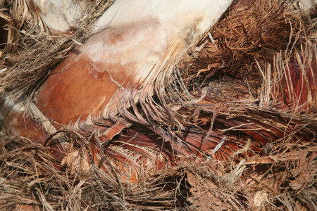 Natural brown palm tree bark background