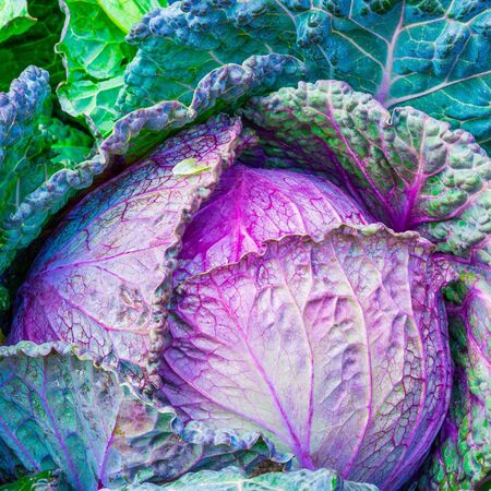 Cabbage grows in the garden. Agriculture. Healthy and healthy food for humans. Selective focusの写真素材