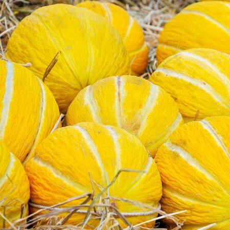 Ripe tasty melons for fun grow in nature. healthy eating. selective focus.の写真素材