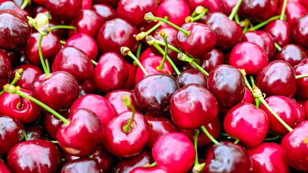 Close up of a bunch of ripe cherries with stems and leaves. Big collection of red berries. Ripe background. Selective focusの写真素材