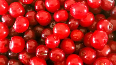 Close up of a bunch of ripe cherries with stems and leaves. Big collection of red berries. Ripe background. Selective focusの写真素材