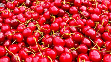 Close up of a bunch of ripe cherries with stems and leaves. Big collection of red berries. Ripe background. Selective focusの写真素材