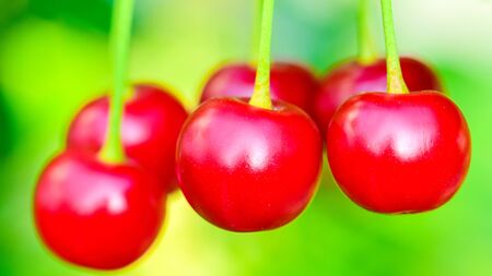 Ripe cherry on a tree branch with stems and leaves. Big collection of red berries. Ripe background. Selective focusの写真素材
