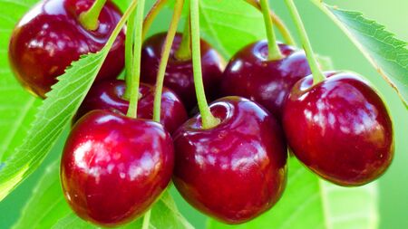 Ripe cherry on a tree branch with stems and leaves. Big collection of red berries. Ripe background. Selective focusの写真素材