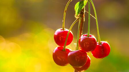 Ripe cherry on a tree branch with stems and leaves. Big collection of red berries. Ripe background. Selective focusの写真素材