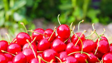 Ripe cherry on a table with stems and leaves. Ripe background. Selective focusの写真素材