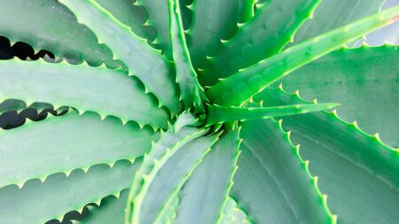 Aloe vera, fresh leaf in a farm garden natural background sun light, for cosmetics ingredient. selective focusの写真素材