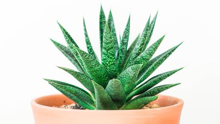 Aloe vera, fresh leaf in a farm garden natural background sun light, for cosmetics ingredient. selective focusの写真素材