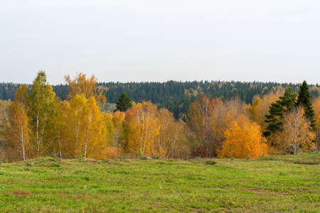 Autumn forest nature. Bright morning in a colorful forest with sunbeams through tree branchesの写真素材