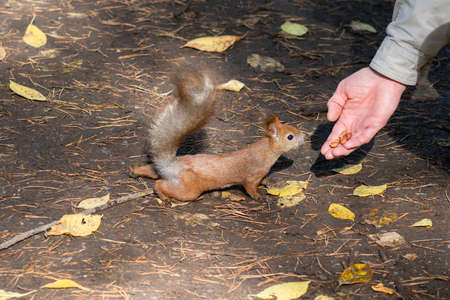 Squirrel Sciurus vulgaris takes food from human hands.の写真素材