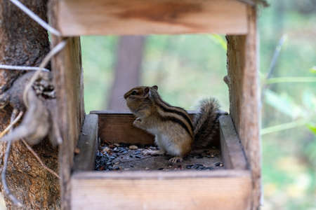 Siberian chipmunk in the taiga forest in search of food.の写真素材