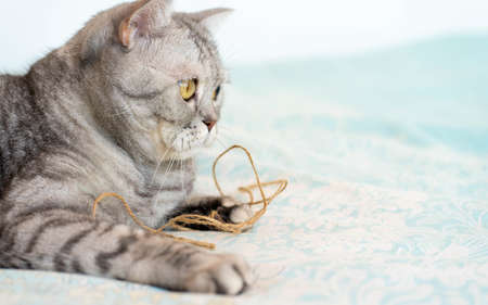 Cat and Christmas lights. A cute British cat lies by the window and plays with the lightsの写真素材