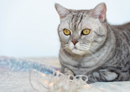 A cute British cat lies by the window and plays with the lights