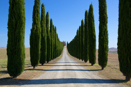 Tuscan landscape with cypress roadの写真素材