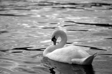 White swanの写真素材