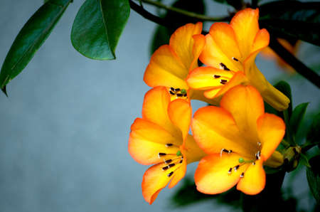 Beautiful spring blooming rhododendron on blue backgroundの写真素材