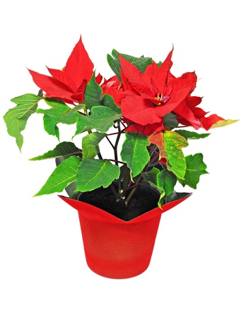 Beautiful red poinsettia isolated on white background; Christmas flowerの写真素材